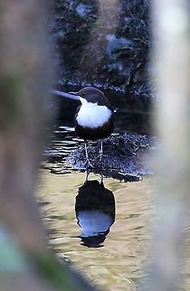European Dipper Caught between branch and trunk of Sycamore on Lyvennet. Cinclus cinclus,Cumbria,Kings Meaburn,White-throated Dipper