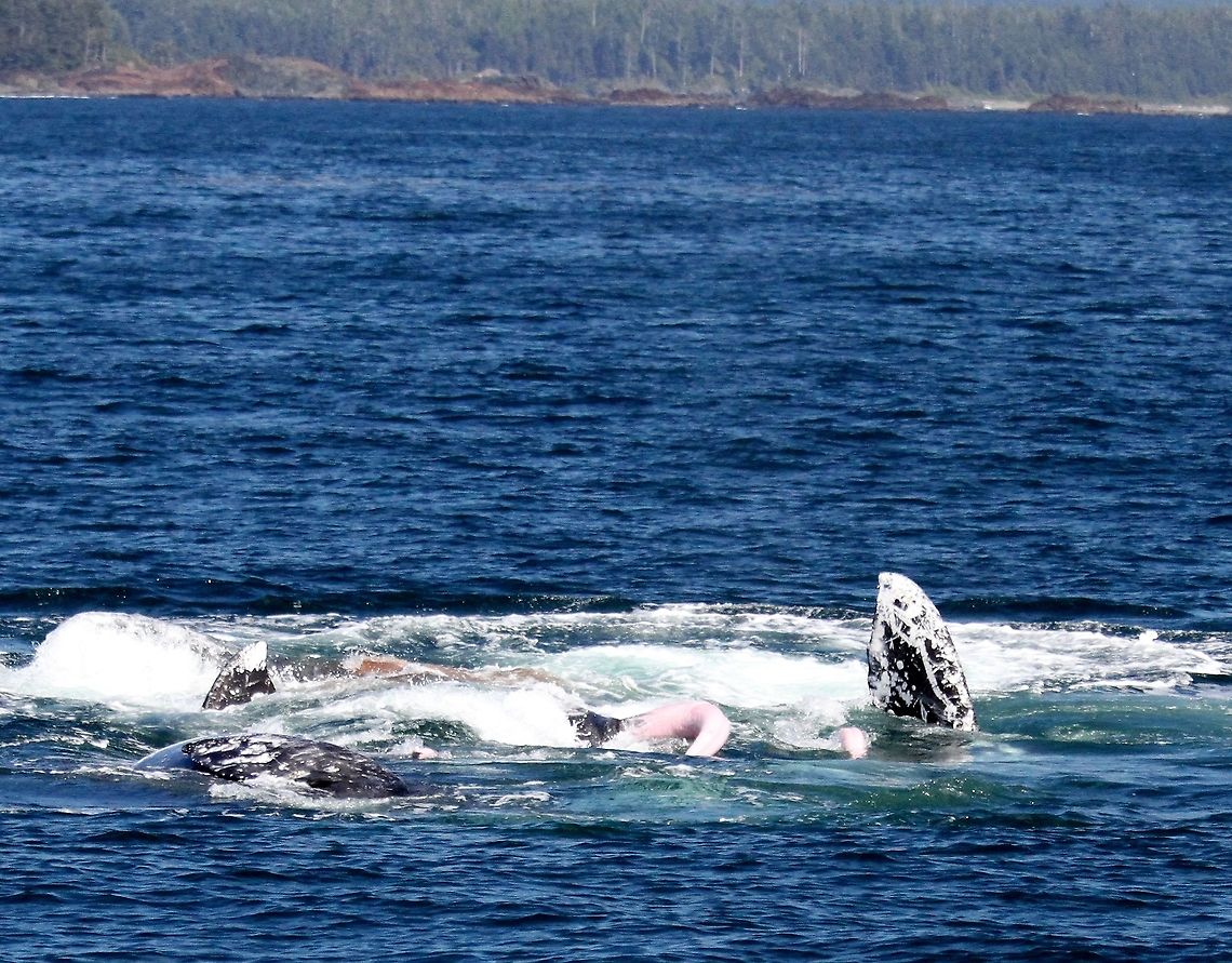 Gray whales in breeding frenzy Perceived wisdom states that Gray Whales breed and calve in shallow tropical waters, such as the Gulf of California off Baja California, not in their feeding grounds.  Our boat captain had never seen this before but it was obvious to the most short-sighted that these wonderful whales had only one thing on their minds!! Eschrichtius robustus,Gray whale,Tofino,Vancouver Island,breeding