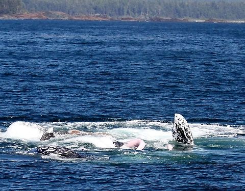 Gray whales in breeding frenzy Perceived wisdom states that Gray Whales breed and calve in shallow tropical waters, such as the Gulf of California off Baja California, not in their feeding grounds.  Our boat captain had never seen this before but it was obvious to the most short-sighted that these wonderful whales had only one thing on their minds!! Eschrichtius robustus,Gray whale,Tofino,Vancouver Island,breeding