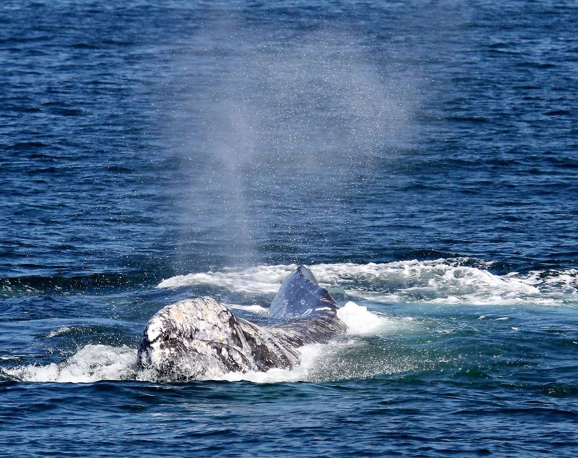 Gray Whale Off the west coast of Vancouver Island showing the mass of barnacles (unique pattern) on its head Eschrichtius robustus,Gray whale,Tofino,Vancouver Island