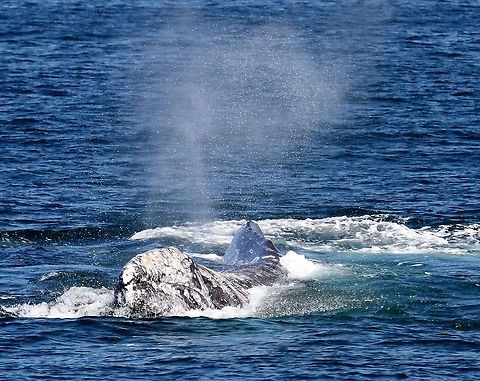 Gray Whale Off the west coast of Vancouver Island showing the mass of barnacles (unique pattern) on its head Eschrichtius robustus,Gray whale,Tofino,Vancouver Island