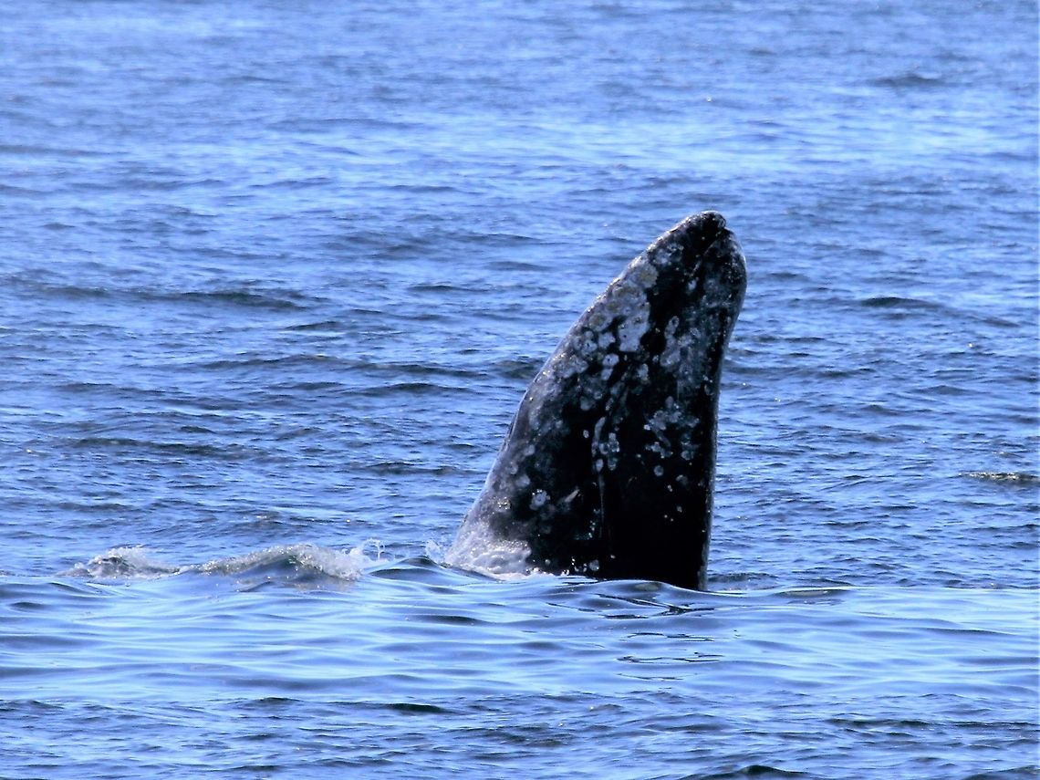 Gray Whale, spy-hopping Spy-hopping - showing off his/her barnacles Eschrichtius robustus,Gray whale,Tofino,Vancouver Island