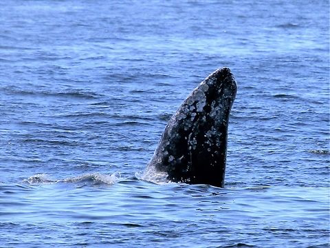Gray Whale, spy-hopping Spy-hopping - showing off his/her barnacles Eschrichtius robustus,Gray whale,Tofino,Vancouver Island