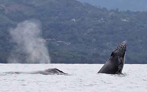 Humpback & spy-hopping calf at Marino Ballena NP Spy-hopping calf near Uvita's whale's tail, with mother Costa Rica,Humpback whale,Marino Ballena NP,Megaptera novaeangliae