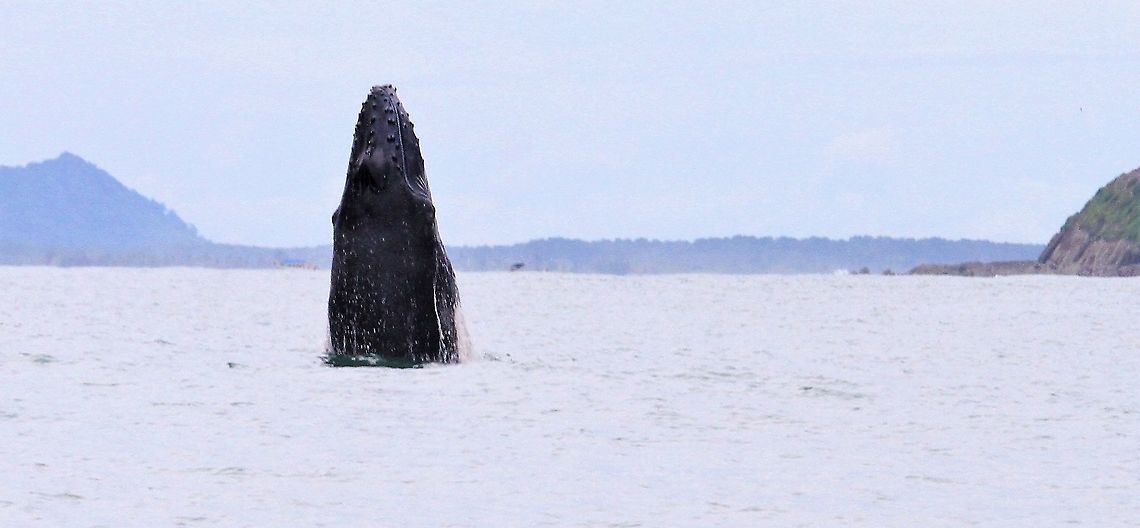 White-bellied Humpback spy-hopping The southern ssp of humpback in a calving lagoon at Marino Ballena NP Costa Rica,Humpback whale,Marino Ballena NP,Megaptera novaeangliae