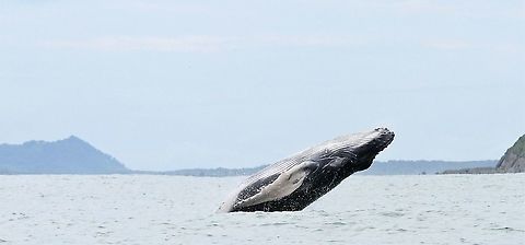 Humpback Whale - breaching The southern spp or white bellied humpback -at Marino Ballena NP where they come to calve. Costa Rica,Humpback whale,Marino Ballena NP,Megaptera novaeangliae
