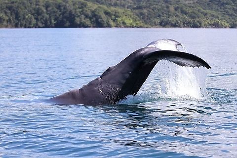 Humpback tail slapping in Golfo Dulce Another calving lagoon off the Osa Peninsula Costa Rica,Golfo Dulce,Humpback whale,Megaptera novaeangliae,Osa Peninsula