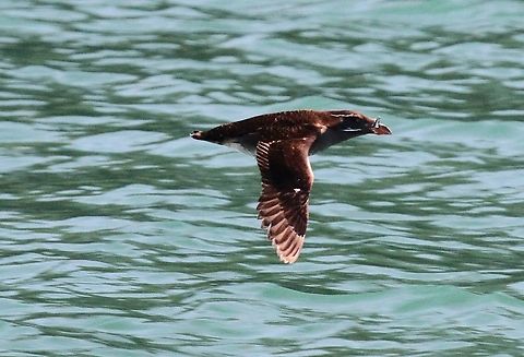 Rhinoceros auklet in flight Crossing the Johnstone Strait Cerorhinca monocerata,Johnstone Strait,Rhinoceros auklet,Vancouver Island