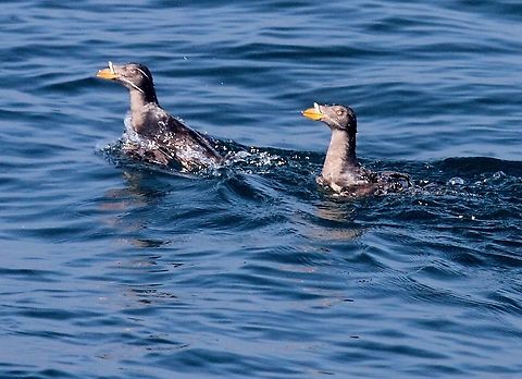 Rhinoceros auklets On the route to the mainland from Telegraph Cove crossing Johnstone Strait Cerorhinca monocerata,Johnstone Strait,Rhinoceros auklet,Vancouver Island