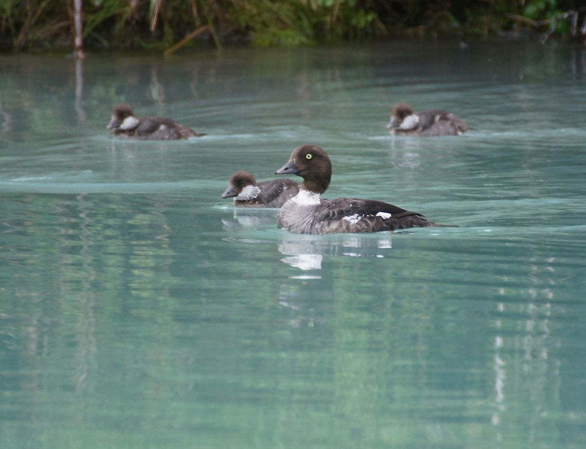 Common Goldeneye duck with ducklings At Lake Clark National Park and Preserve Alaska,Bucephala clangula,Common goldeneye,Lake Clark