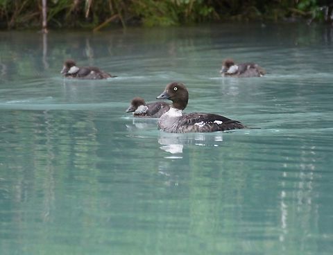 Common Goldeneye duck with ducklings At Lake Clark National Park and Preserve Alaska,Bucephala clangula,Common goldeneye,Lake Clark