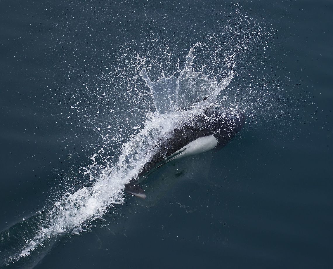 Dall's porpoise From a ferry boat in Alaska.  Very very difficult to photograph, very fast and not on the surface for any period other than the porpoising swim.  They are the fastest small cetacean up to 55kph. Alaska,Dalls porpoise,Phocoenoides dalli