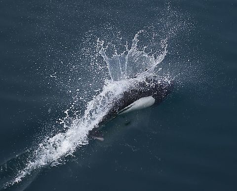 Dall's porpoise From a ferry boat in Alaska.  Very very difficult to photograph, very fast and not on the surface for any period other than the porpoising swim.  They are the fastest small cetacean up to 55kph. Alaska,Dalls porpoise,Phocoenoides dalli