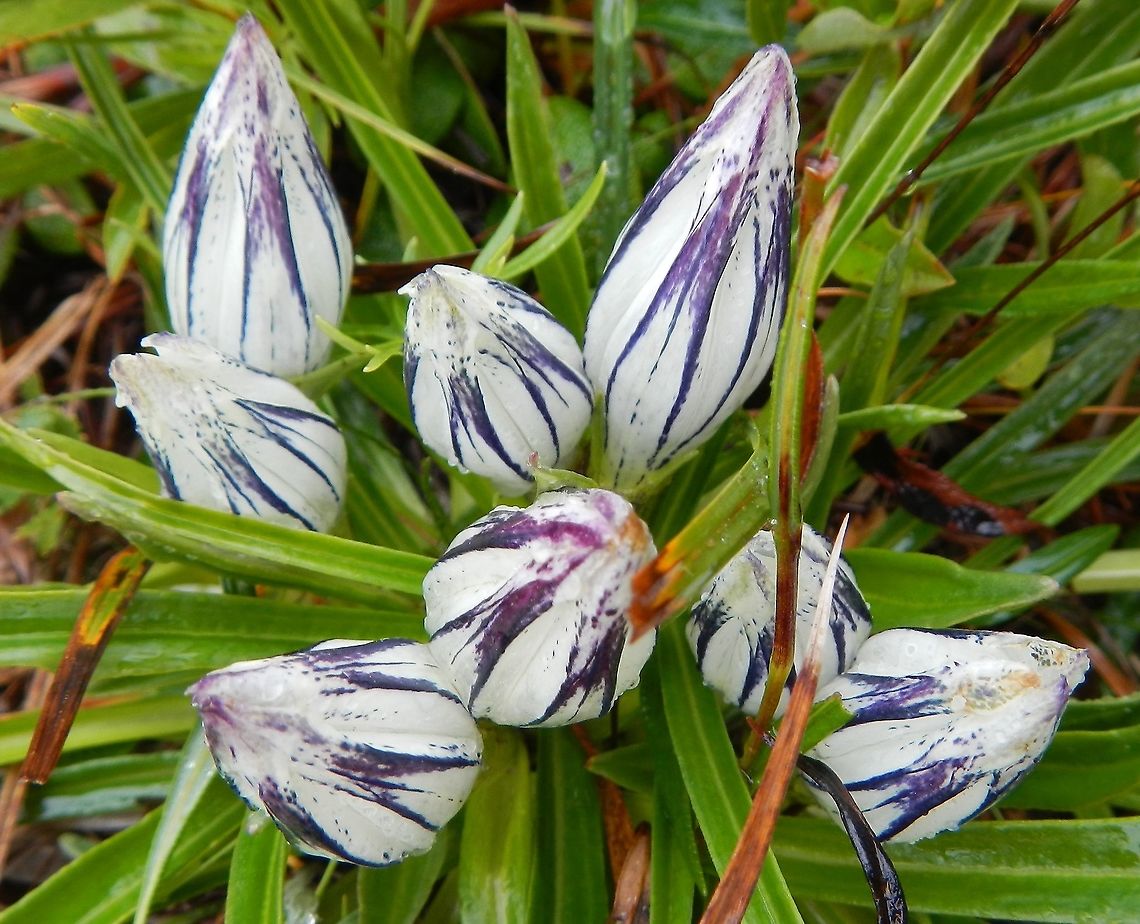 Arctic Gentian From the tundra in Denali National Park and Preserve during August 2012 Alaska,Arctic Gentian,Denali,Gentiana algida