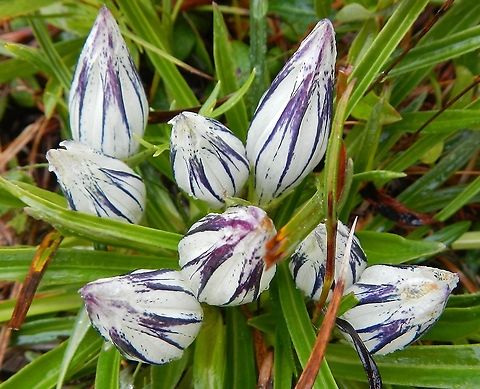 Arctic Gentian From the tundra in Denali National Park and Preserve during August 2012 Alaska,Arctic Gentian,Denali,Gentiana algida