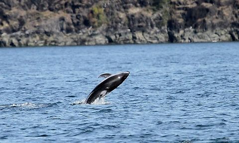 Pacific White-sided Dolphin half-breach Not a full breach Johnstone Strait,Lagenorhynchus obliquidens,Pacific white-sided dolphin,Vancouver Island