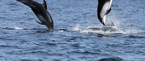 Pacific White-Sided Dolphins somersaulting Got half the somersaults Johnstone Strait,Lagenorhynchus obliquidens,Pacific white-sided dolphin,Vancouver Island