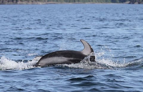 2 Pacific White-sided Dolphins In the Johnstone Strait part of a pod of 300-400 dolphins Johnstone Strait,Lagenorhynchus obliquidens,Pacific white-sided dolphin,Vancouver Island
