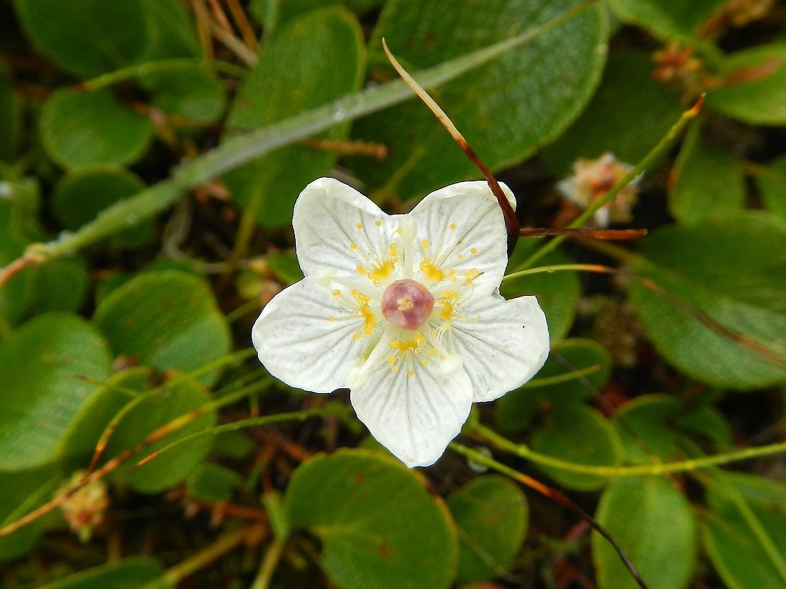 Grass of Parnassus Known as Marsh Grass of Parnassus, I think, in Alaska - Denali NP Alaska,Denali,Northern grass-of-Parnassus,Parnassia palustris
