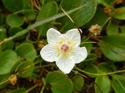 Grass of Parnassus Known as Marsh Grass of Parnassus, I think, in Alaska - Denali NP Alaska,Denali,Northern grass-of-Parnassus,Parnassia palustris