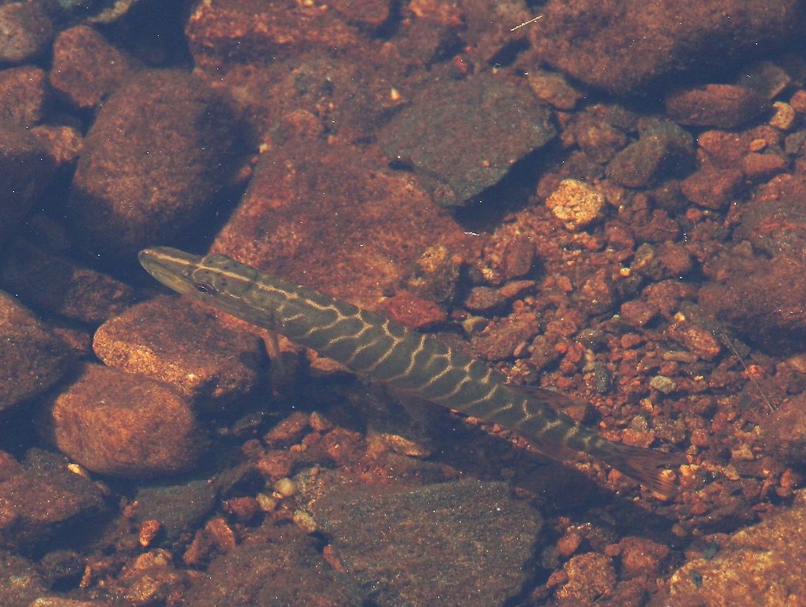 Pike fry In a small stream in Wester Ross Esox lucius,Northern pike,Pike Fry,Wester Ross