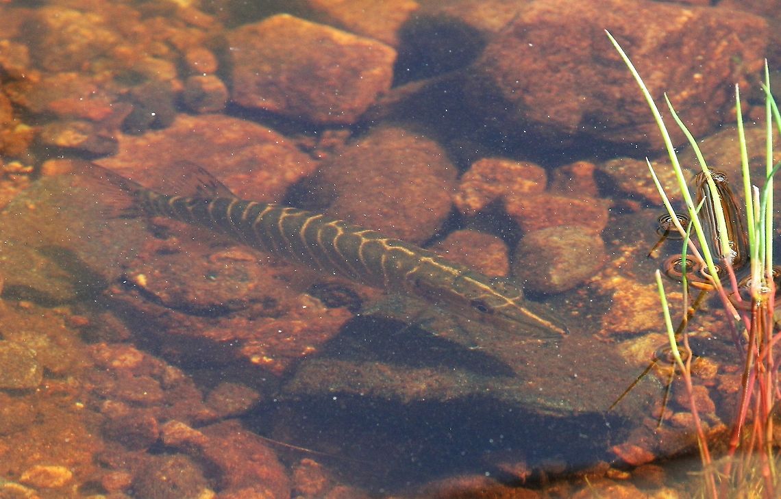 Young Pike In a stream above Gairloch Esox lucius,Northern pike,Pike Fry,Wester Ross