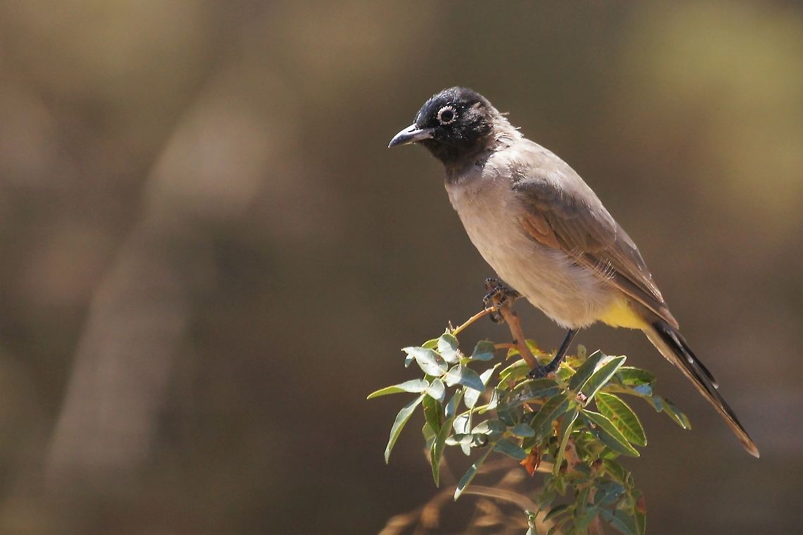 White-spectacled bulbul Found near a small wet area. Jordan,Pycnonotus xanthopygos,White-Spectacled bulbul