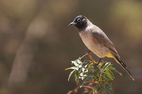 White-spectacled bulbul Found near a small wet area. Jordan,Pycnonotus xanthopygos,White-Spectacled bulbul