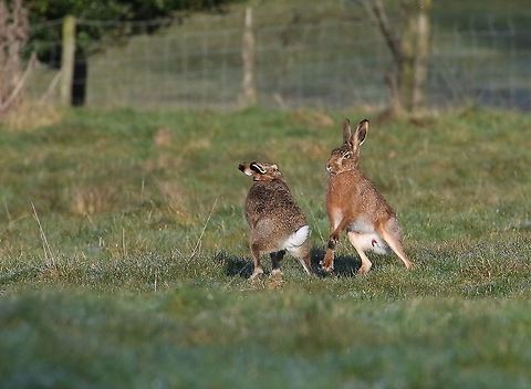 Dominance from Boxing Hares A dominant display from one of the males in a boxing match Cumbria,European hare,Kings Meaburn,Lepus europaeus