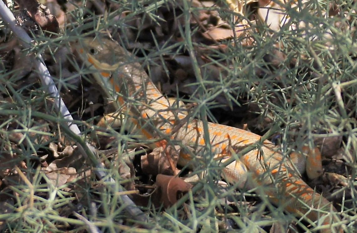 Berber Skink Along the top of the rift in the West of Jordan Berber Skink,Eumeces schneiderii,Jordan