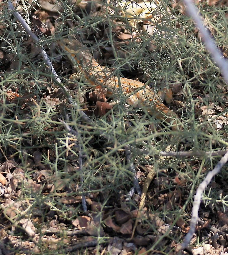 Eumeces schneideri - Berber Skink At the top of the rift looking over the depression to the West Berber Skink,Eumeces schneiderii,Jordan