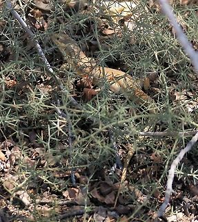 Eumeces schneideri - Berber Skink At the top of the rift looking over the depression to the West Berber Skink,Eumeces schneiderii,Jordan