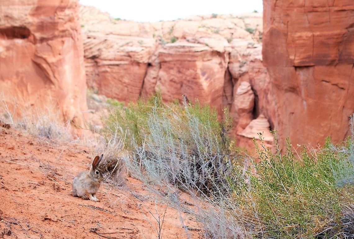 Desert Cottontail Desert Cottontail at entrance to Canyon X slot canyon in Arizona. Arizona,Canyon X,Desert cottontail,Sylvilagus audubonii