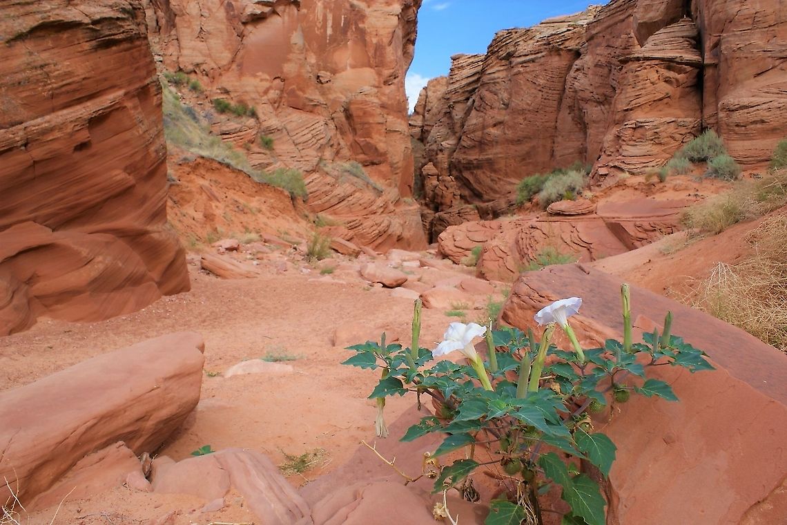 Datura wrightii - Sacred Datura At the entrance to Canyon X, slot canyon Arizona,Canyon X,Datura wrightii,Sacred datura