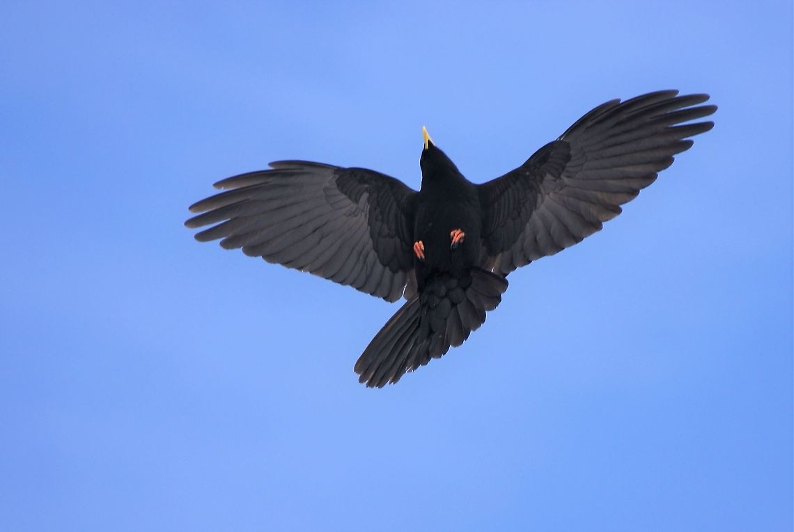 Alpine Chough These are fantastic acrobatic fliers, here flying over Tignes Alpine chough,France,Pyrrhocorax graculus,Tignes