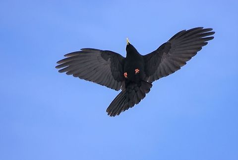 Alpine Chough These are fantastic acrobatic fliers, here flying over Tignes Alpine chough,France,Pyrrhocorax graculus,Tignes