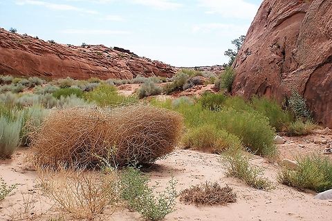 Kali tragus, Russian thistle Tumbleweed, near the entrance to Peekaboo Gulch, slot canyon, just off and about half way along the Hole in the Rock Road, Grand Escalante Staircase National Monument (Reduced by 47% by President Trump in 2017) Grand Staircase Escalante NM,Kali tragus,Prickly russian thistle,Tumbleweed,Utah