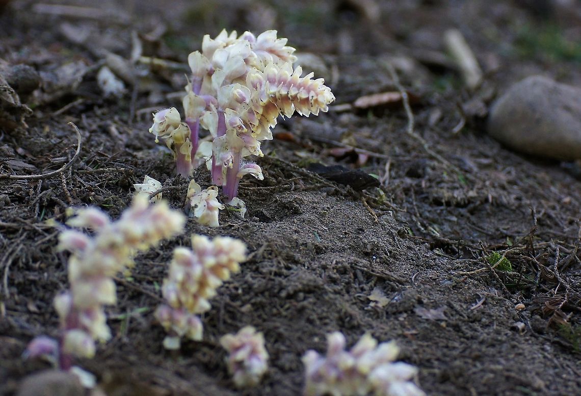 Common Toothwort Common Toothwort in the grounds of Fountains Abbey, North Yorkshire Common toothwort,Fountains Abbey,Lathraea squamaria,North Yorkshire