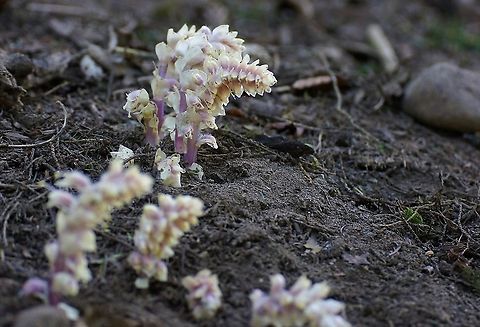 Common Toothwort Common Toothwort in the grounds of Fountains Abbey, North Yorkshire Common toothwort,Fountains Abbey,Lathraea squamaria,North Yorkshire