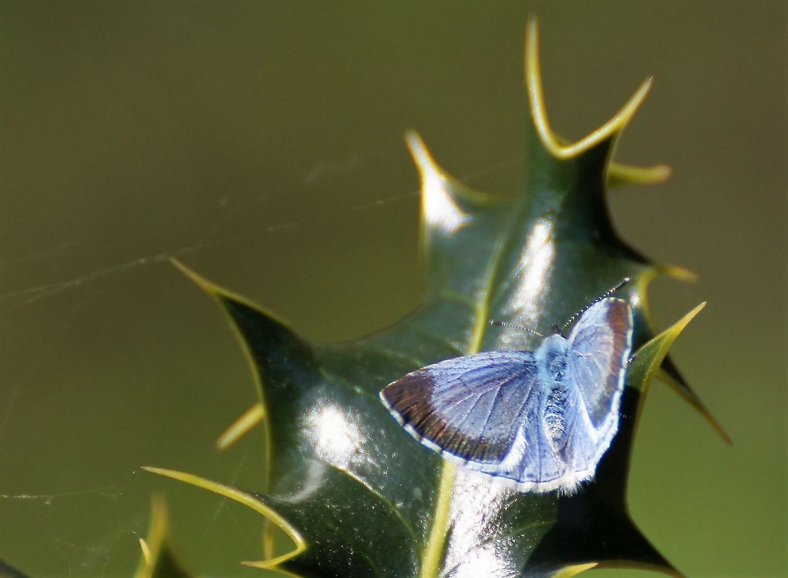 Holly Blue At Fountains Abbey Celastrina argiolus,Fountains Abbey,Holly Blue,North Yorkshire