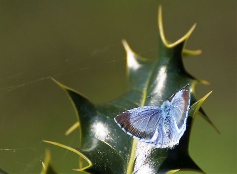 Holly Blue At Fountains Abbey Celastrina argiolus,Fountains Abbey,Holly Blue,North Yorkshire