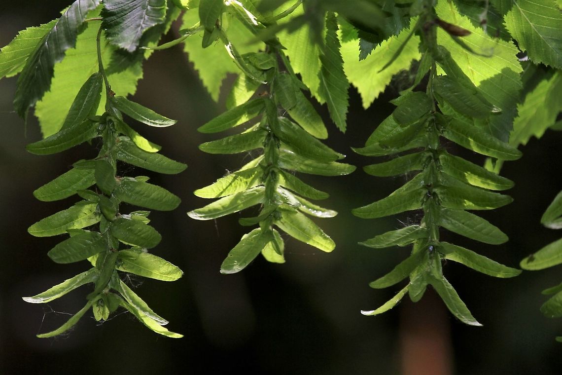 Common Hornbeam raceme of seeds Raceme of seeds of hornbeam grown in north of England from a tree over 150 years old, we&#039;re told they only grow in the south. Carpinus betulus,Common hornbeam,Cumbria,Kings Meaburn