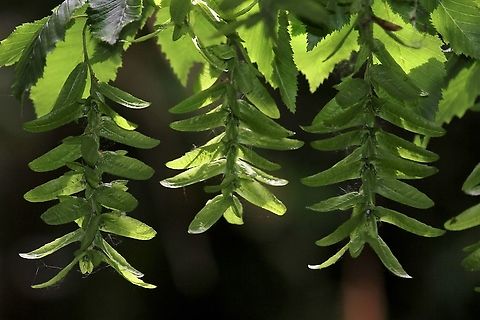 Common Hornbeam raceme of seeds Raceme of seeds of hornbeam grown in north of England from a tree over 150 years old, we're told they only grow in the south. Carpinus betulus,Common hornbeam,Cumbria,Kings Meaburn