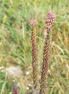 Small-flowered foxglove
