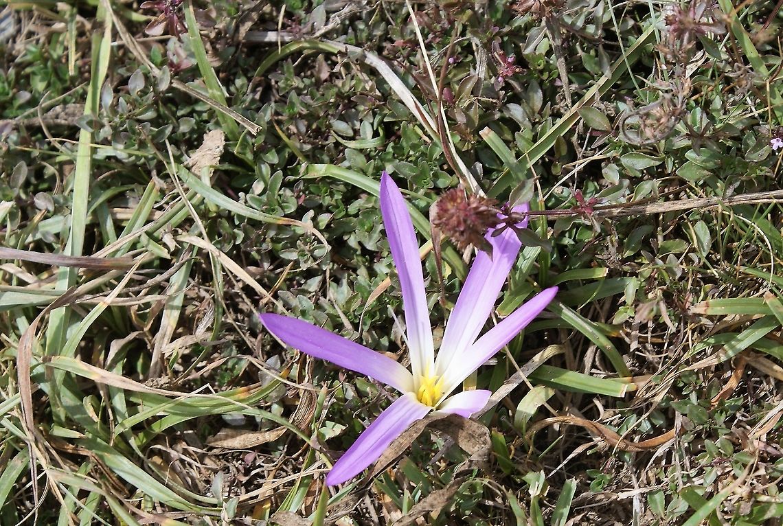 Mountain Saffron - Colchicum montanum High in the mountain meadows in the glorious Picos. Cantabria,Colchicum montanum,False Meadow Saffron,Mountain Saffron,Picos de Europa,Spain