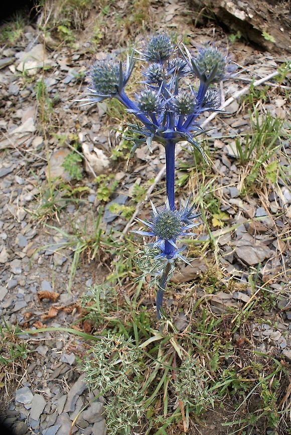 Eryngium bourgatii - Mediterranian Sea Holly In the Picos de Europa Cantabria,Eryngium bourgatii,Mediterranian Sea Holly,Picos de Europa,spain