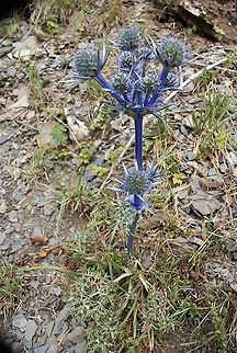 Eryngium bourgatii - Mediterranian Sea Holly In the Picos de Europa Cantabria,Eryngium bourgatii,Mediterranian Sea Holly,Picos de Europa,spain