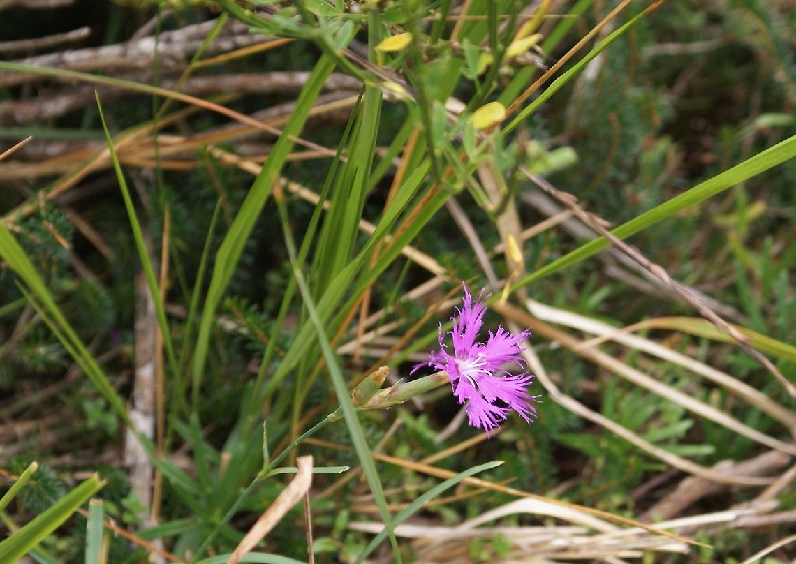 Fringed Pink - Dianthus monspessulanus From the Picos de Europa Cantabria,Dianthus monspessulanus,Fringed Pink,Picos de Europa,Spain