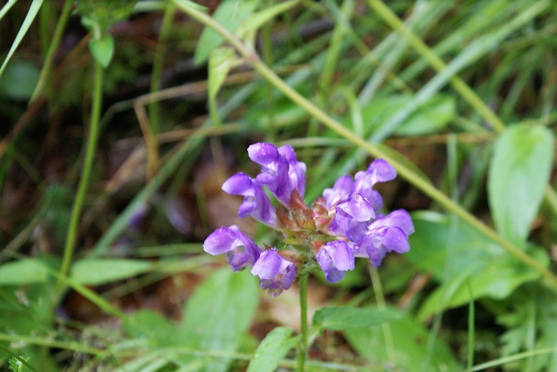 Large Selfheal - Prunella grandiflora this selfheal is absent in UK but, as I understand it, common in the rest of Europe however, this is the only place I've seen it. Cantabria,Large self-heal,Picos de Europa,Prunella  grandiflora,Spain