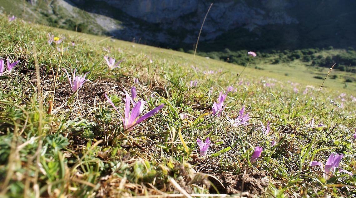 False Meadow Saffron Hillside full of these beautiful crocuses. Cantabria,Colchicum montanum,False Meadow Saffron,Picos de Europa,Spain